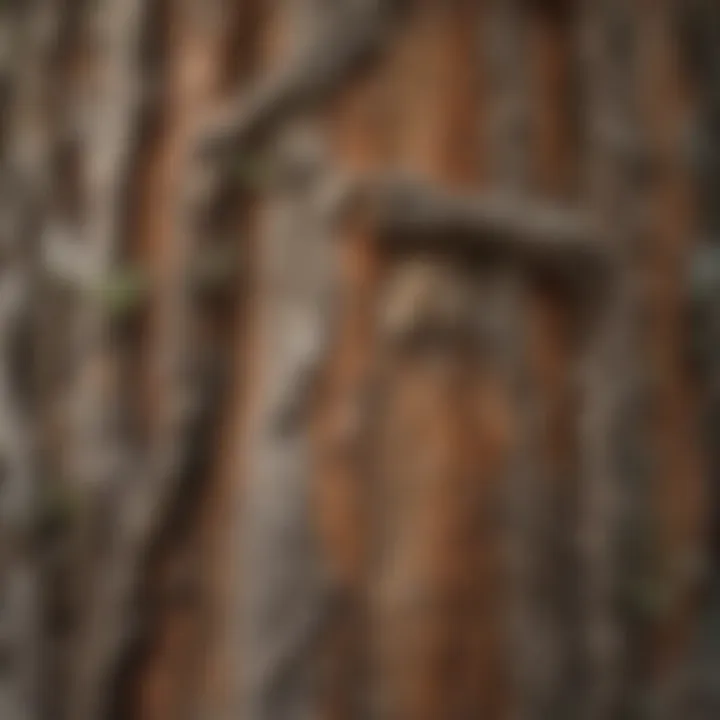 Close-up of intricate tree bark showcasing nature's artistry