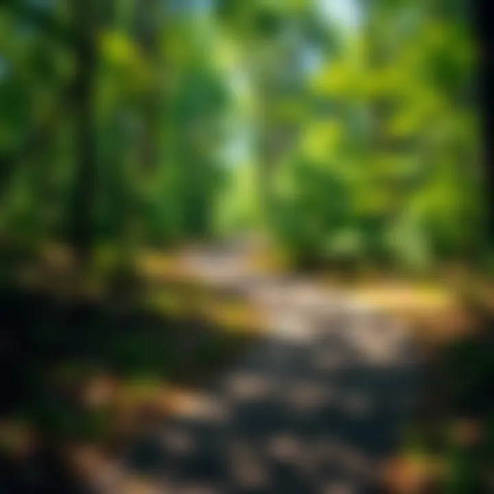 Navigating the Path: A Metaphor for Personal Growth A winding path through a forest symbolizing life's journey