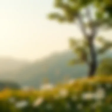 Personal Growth and Well-being A serene environment symbolizing personal growth and emotional well-being