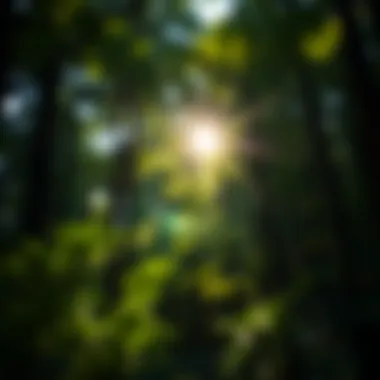 Dappled sunlight filtering through lush tree foliage