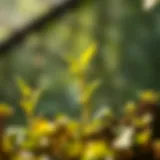 Exploring 'This Is Your Mind on Plants': An Analytical Overview of the Audiobook Introduction