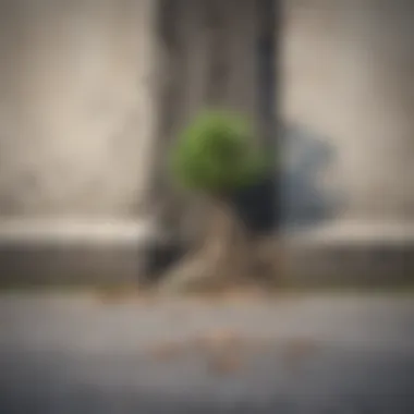 A tree growing from a crack in a concrete surface, illustrating resilience and growth in adversity.