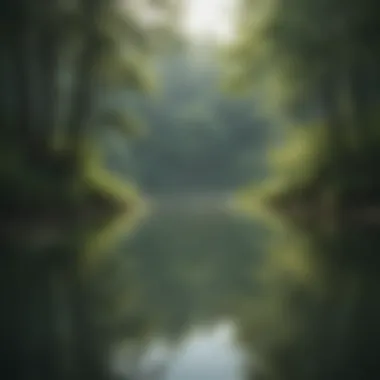 Reflection of trees in a calm pond