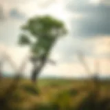 A resilient tree standing firm against strong winds
