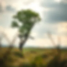 A resilient tree standing firm against strong winds