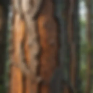 Nature's Messaging System: Chemical Communication in Trees A close-up of tree bark revealing signs of communication through chemical signals